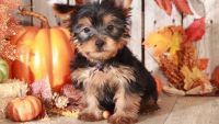 Yorkshire Terrier Puppies for sale in Waynesboro, PA 17268, USA. price: NA