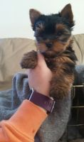 Yorkshire Terrier Puppies for sale in Harrison, TN 37341, USA. price: NA