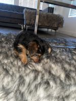 Yorkshire Terrier Puppies for sale in Henderson, NV 89012, USA. price: NA