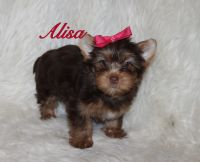 Yorkshire Terrier Puppies for sale in Leesville, LA 71446, USA. price: NA