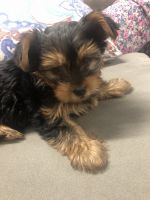Yorkshire Terrier Puppies for sale in Flushing, Queens, NY, USA. price: NA