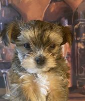 Yorkshire Terrier Puppies for sale in Casa Grande, AZ, USA. price: NA