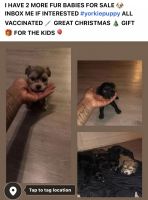Yorkshire Terrier Puppies for sale in Chicago, IL 60621, USA. price: NA