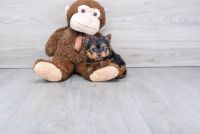 Yorkshire Terrier Puppies for sale in Duluth, GA 30097, USA. price: NA