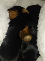 Yorkshire Terrier Puppies for sale in Stow, OH, USA. price: NA