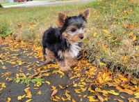 Yorkshire Terrier Puppies for sale in 900004 Northmeadow Cir, Dallas, TX 75231, USA. price: NA