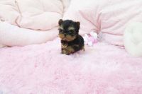 Yorkshire Terrier Puppies for sale in 900004 Northmeadow Cir, Dallas, TX 75231, USA. price: NA