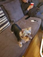 Yorkshire Terrier Puppies for sale in Hagerstown, IN 47346, USA. price: NA