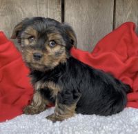 Yorkshire Terrier Puppies for sale in Lowell, MA, USA. price: NA