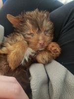 Yorkshire Terrier Puppies for sale in Dayton, OH, USA. price: NA