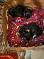 Yorkshire Terrier Puppies for sale in S Sheridan Rd, Tulsa, OK, USA. price: NA