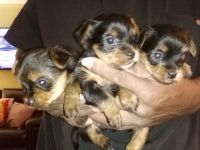 Yorkshire Terrier Puppies for sale in Glenolden, PA, USA. price: NA