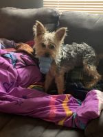 Yorkshire Terrier Puppies for sale in Maryville, TN, USA. price: NA