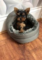 Yorkshire Terrier Puppies for sale in SC-707, Myrtle Beach, SC, USA. price: NA
