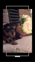 Yorkshire Terrier Puppies for sale in Lebanon, MO 65536, USA. price: NA