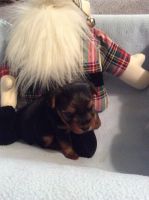 Yorkshire Terrier Puppies for sale in Lebanon, MO 65536, USA. price: NA