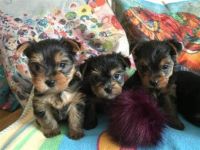 Yorkshire Terrier Puppies for sale in Louisiana St, Long Beach, NY 11561, USA. price: NA