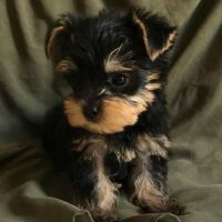 Yorkshire Terrier Puppies for sale in Anaheim, CA 92801, USA. price: NA