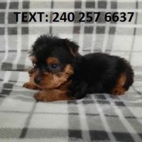 Yorkshire Terrier Puppies for sale in Texarkana, TX, USA. price: NA
