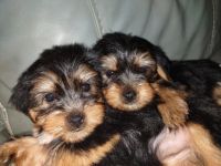 Yorkshire Terrier Puppies for sale in St. Petersburg, FL, USA. price: NA