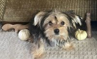 Yorkshire Terrier Puppies for sale in Ramona, CA 92065, USA. price: NA