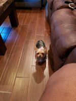 Yorkshire Terrier Puppies for sale in Seale, AL 36875, USA. price: NA