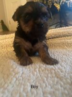 Yorkshire Terrier Puppies for sale in Inman, SC 29349, USA. price: NA