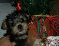 Yorkshire Terrier Puppies for sale in Columbus, OH 43228, USA. price: NA
