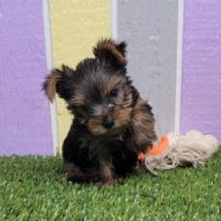Yorkshire Terrier Puppies for sale in San Antonio, TX, USA. price: NA