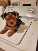 Yorkshire Terrier Puppies for sale in Cranford, NJ, USA. price: NA