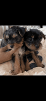 Yorkshire Terrier Puppies for sale in Vienna, VA 22180, USA. price: NA