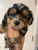 Yorkshire Terrier Puppies for sale in Cocoa, FL, USA. price: NA