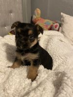 Yorkshire Terrier Puppies for sale in El Paso, TX 79912, USA. price: NA