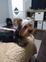 Yorkshire Terrier Puppies for sale in Georgetown, KY 40324, USA. price: NA