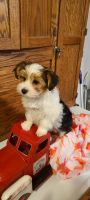 Yorkshire Terrier Puppies for sale in Elizabethton, TN, USA. price: NA