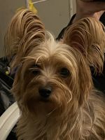 Yorkshire Terrier Puppies for sale in Mountain Home, AR, USA. price: NA