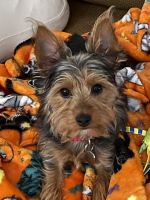 Yorkshire Terrier Puppies for sale in East Moline, IL, USA. price: NA