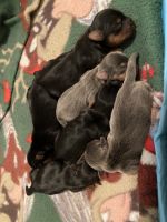 Yorkshire Terrier Puppies for sale in Atco, NJ 08004, USA. price: NA