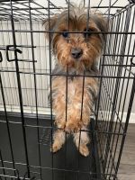 Yorkshire Terrier Puppies for sale in Canton, MI, USA. price: NA