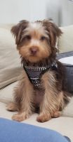 Yorkshire Terrier Puppies for sale in Cuyahoga Falls, OH 44224, USA. price: NA