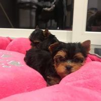 Yorkshire Terrier Puppies for sale in El Paso, TX 79936, USA. price: NA