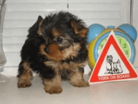 Yorkshire Terrier Puppies for sale in 1415 Tulane Ave, New Orleans, LA 70112, USA. price: NA