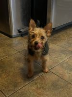 Yorkshire Terrier Puppies for sale in East Chicago, IN, USA. price: NA