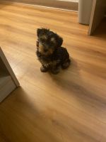 Yorkshire Terrier Puppies for sale in Rowland Heights, CA, USA. price: NA