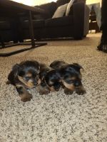 Yorkshire Terrier Puppies for sale in Duluth, GA, USA. price: NA