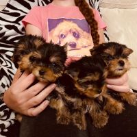 Yorkshire Terrier Puppies for sale in Buffalo, NY 14202, USA. price: NA