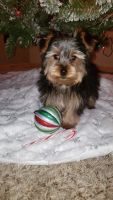 Yorkshire Terrier Puppies for sale in Buffalo, MO 65622, USA. price: NA
