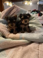 Yorkshire Terrier Puppies for sale in Grass Lake, MI 49240, USA. price: NA