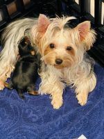 Yorkshire Terrier Puppies for sale in Litchfield Park, AZ, USA. price: NA