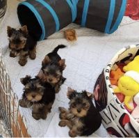 Yorkshire Terrier Puppies for sale in Tallahassee, FL 32301, USA. price: NA